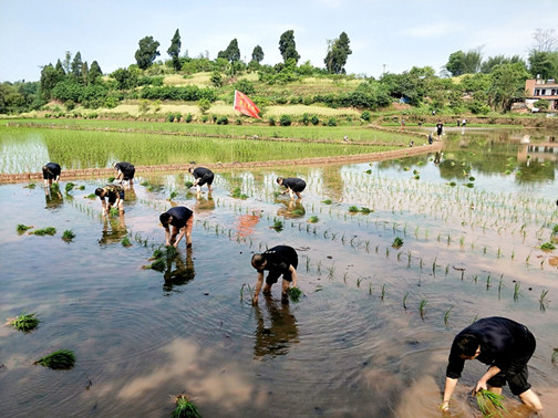 党员先锋插秧忙.jpg 党员先锋插秧忙.jpg